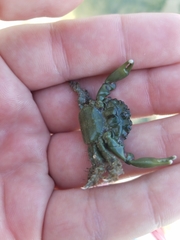 Mithraculus sculptus
