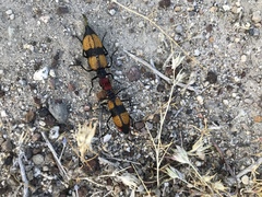 Tegrodera latecincta