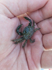 Mithraculus sculptus