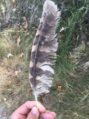 Strix aluco sylvatica