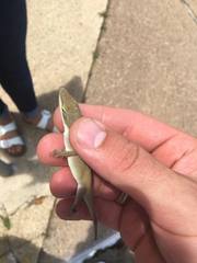Anolis carolinensis