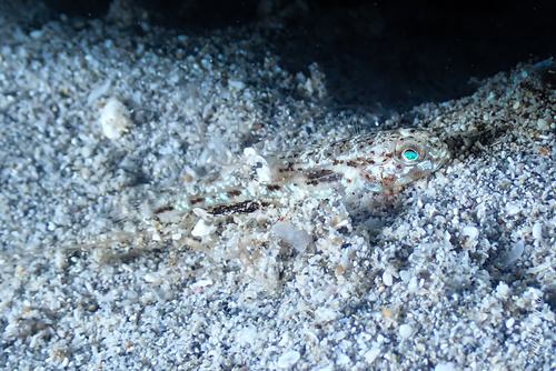 Opua nephodes observed 2024-09-12