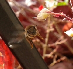 Apis mellifera