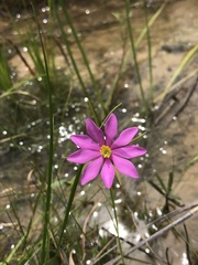 Sabatia gentianoides