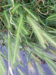 Hordeum murinum