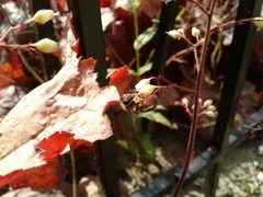 Apis mellifera