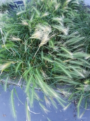 Hordeum murinum