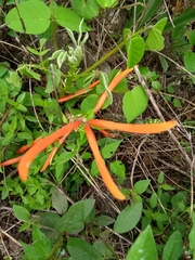 Erythrina leptorhiza