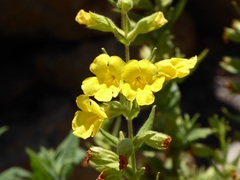 Diplacus clevelandii