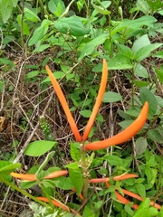 Erythrina leptorhiza