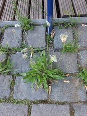Plantago lanceolata