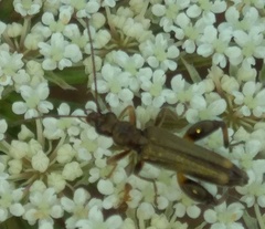 Oedemera barbara