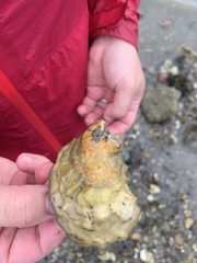 Crassostrea virginica