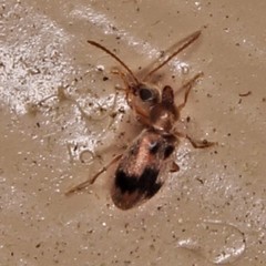 Notoxus desertus