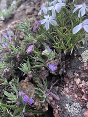 Penstemon caespitosus