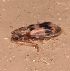 Notoxus desertus