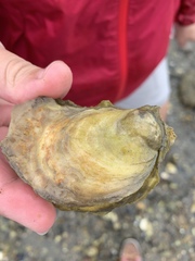 Crassostrea virginica