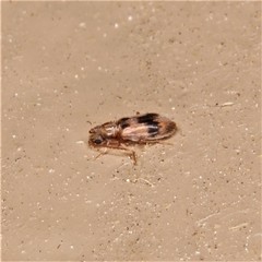 Notoxus desertus