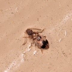 Notoxus desertus