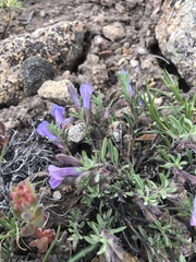 Penstemon caespitosus