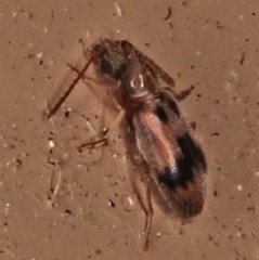 Notoxus desertus