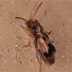 Notoxus desertus