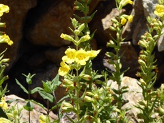 Diplacus clevelandii