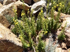 Diplacus clevelandii