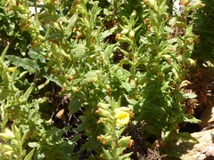 Diplacus clevelandii