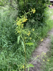 Rorippa barbareifolia
