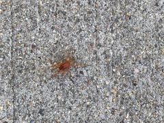 Dysdera crocata