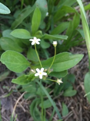 Moehringia lateriflora