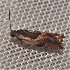 Olethreutes nigranum