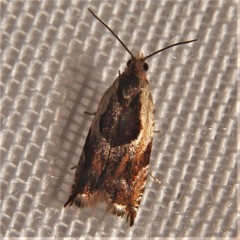 Olethreutes nigranum