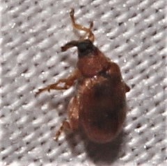 Orchestes steppensis