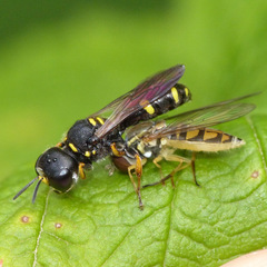 Ectemnius stirpicola