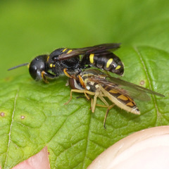 Ectemnius stirpicola
