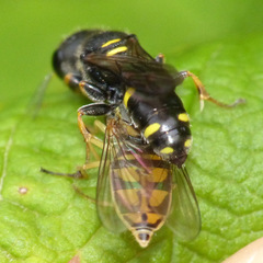 Ectemnius stirpicola