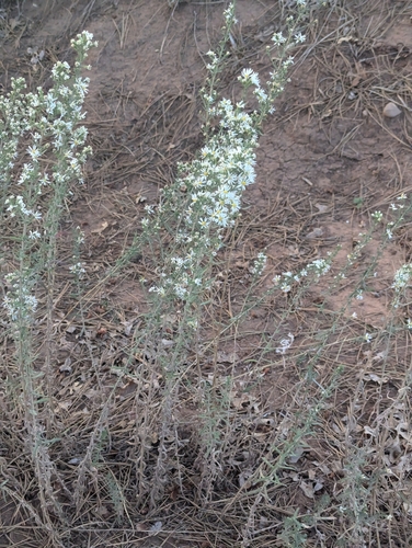 Image of White Prairie Aster (Symphyotrichum falcatum) by (c) Dominic Gentilcore, some rights reserved (CC BY)