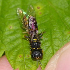 Ectemnius stirpicola