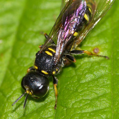 Ectemnius stirpicola