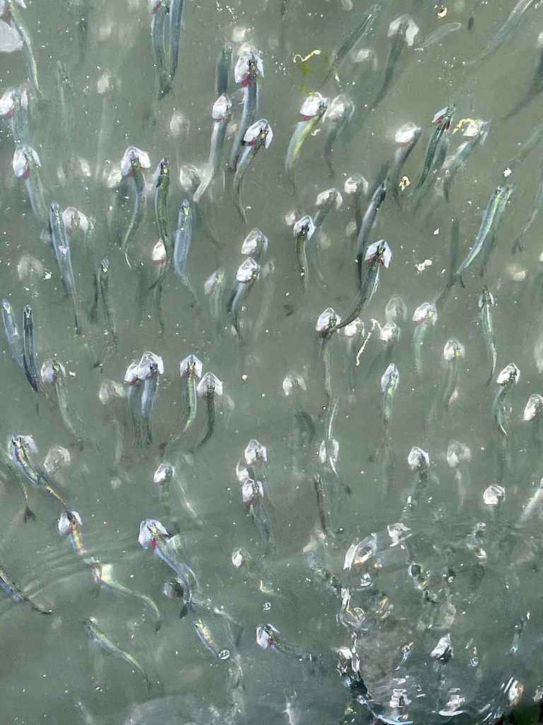 Anchovies (Engraulis mordax) — Engraulidae