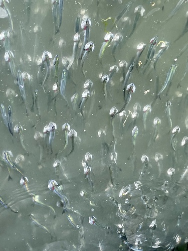 Anchovies (Engraulis mordax) — Engraulidae
