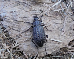 Carabus clatratus