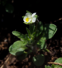 Viola parvula
