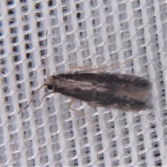 Orthotrichia