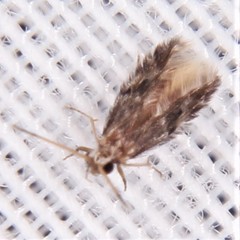 Orthotrichia