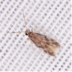 Orthotrichia