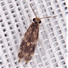 Orthotrichia