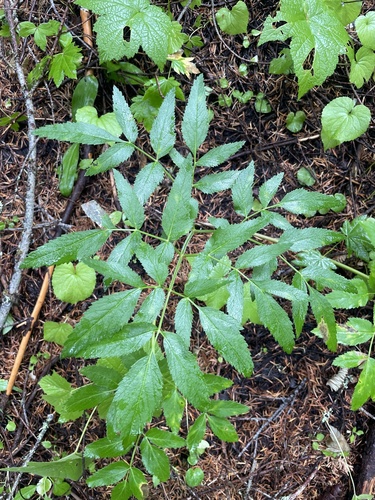 Lyall's angelica foliage